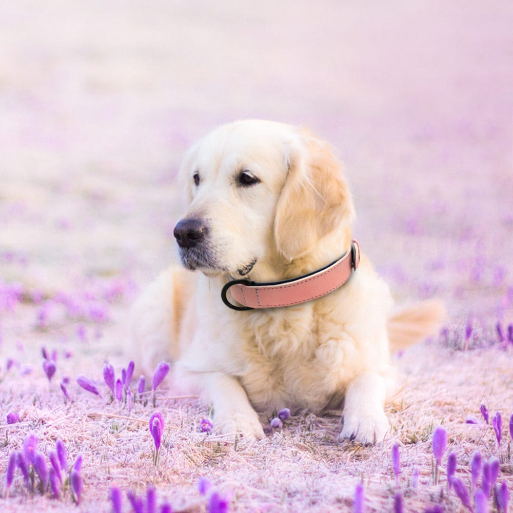 Soft Dog Collars Leather Padded.