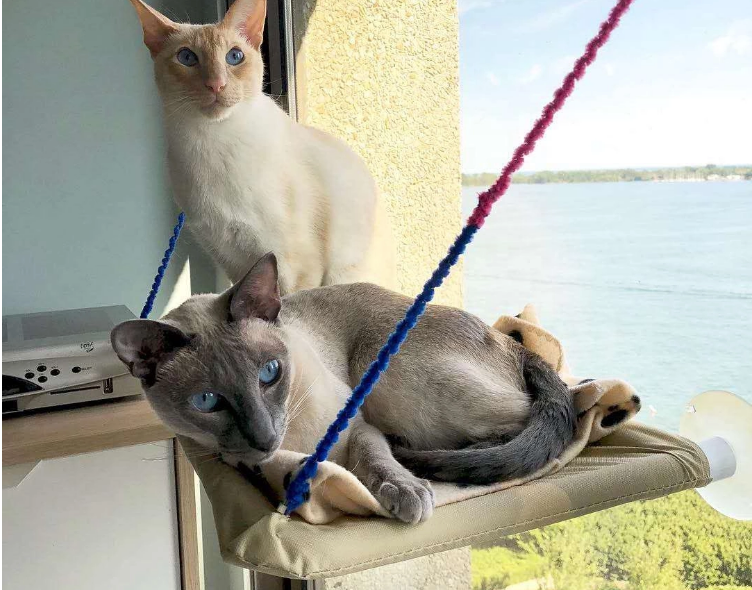 Cat Window Bed.