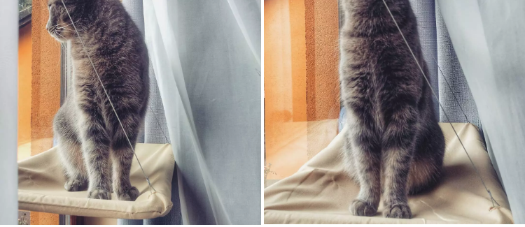 Cat Window Bed.