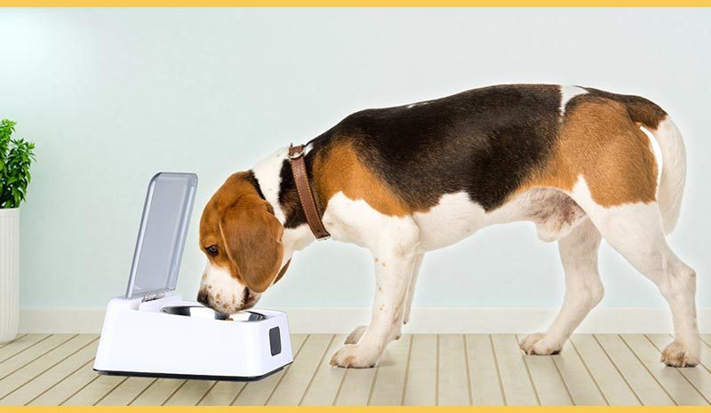 Automatic Switch Moisture-proof Smart Feeder Cat And Dog Bowl.