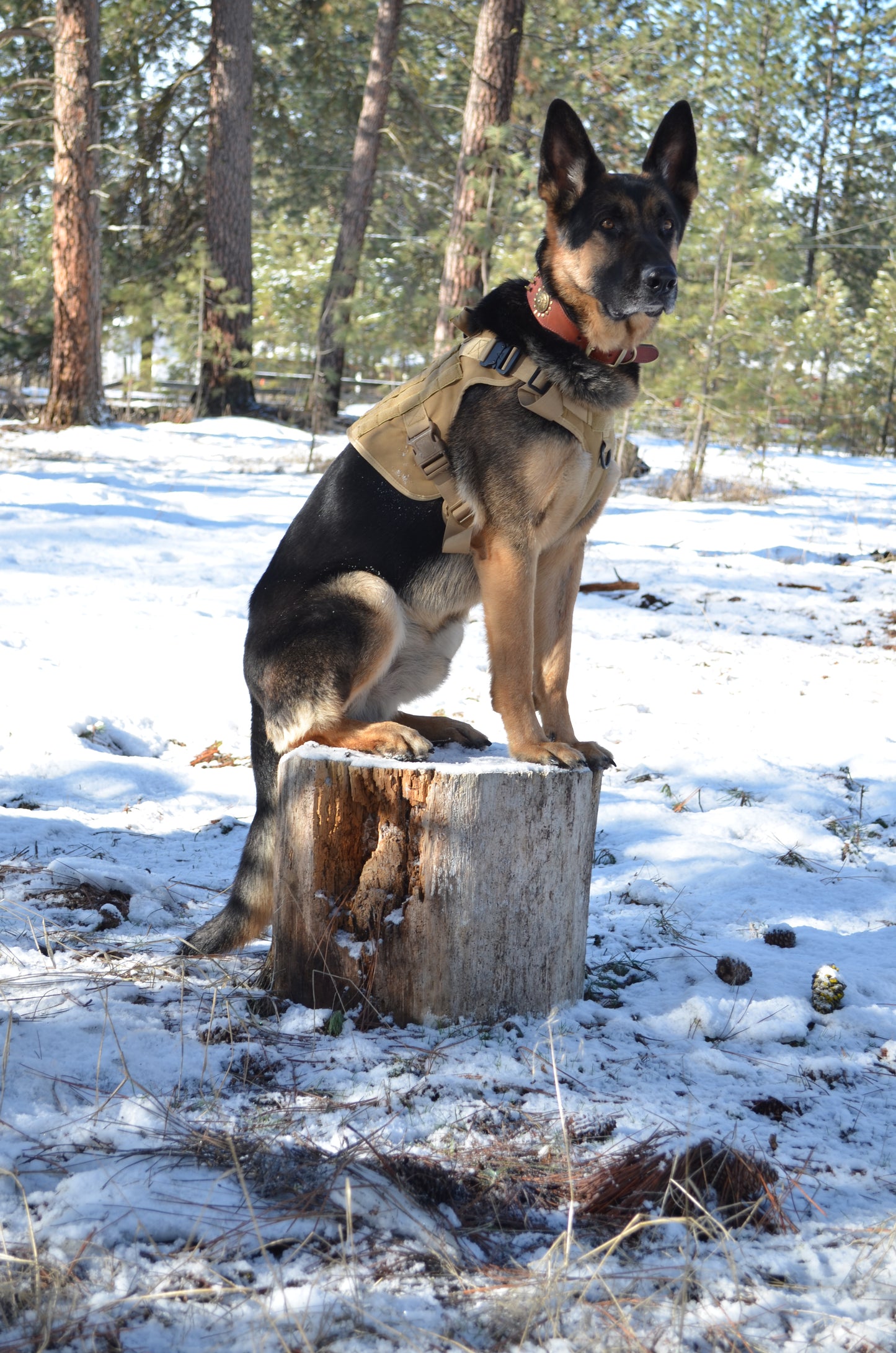 Military Dog Tactical Harness, Collar, and Leash Gear. (Complete Set).