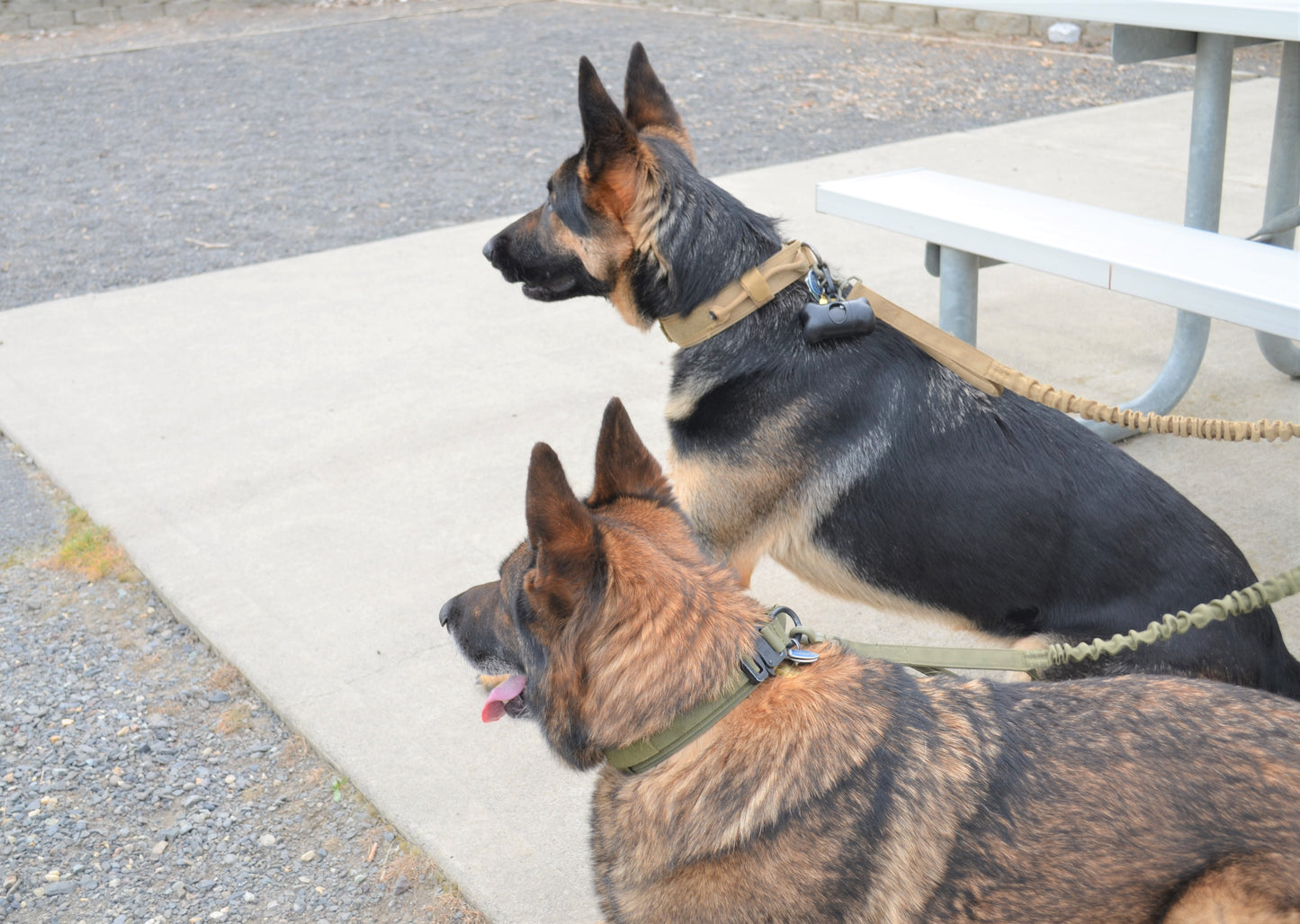 Military Dog Tactical Harness, Collar, and Leash Gear. (Complete Set).